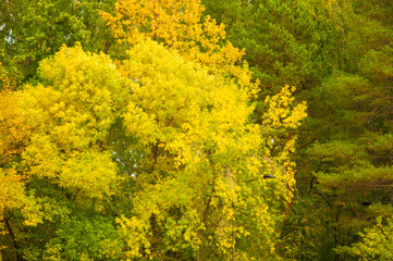 Autumn forest with yellow-green deciduous and coniferous trees on a bright day