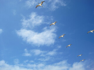 The nature and animals of the Galapagos Islands