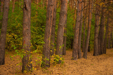 Footpath in scene autumn forest nature.
