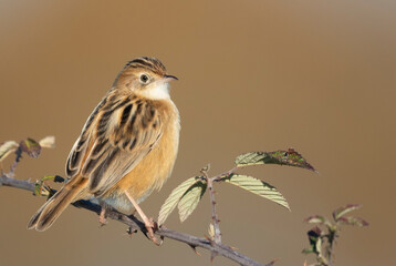 Small passerine bird,  zitting cisticola