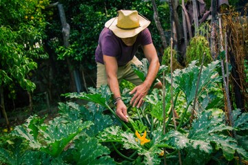 farmer picking zucchini in the vegetable garden