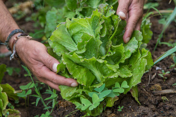 farmer collecting lettuce from his plantation