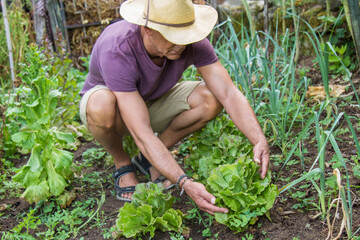 farmer collecting lettuce from his plantation © tetxu