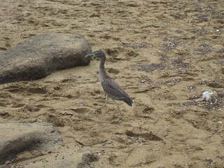 The nature and animals of the Galapagos Islands