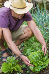 farmer collecting lettuce from his plantation