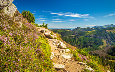 Mountain landscape with flowers in Rohace area of the Tatra National Park, Slovakia, Europe.