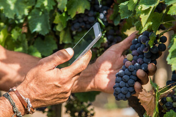 farmer in the vineyard using mobile phone