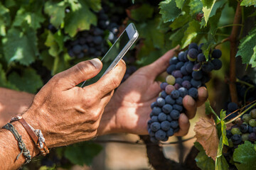 farmer in the vineyard using mobile phone