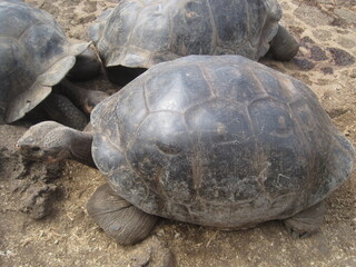 The nature and animals of the Galapagos Islands