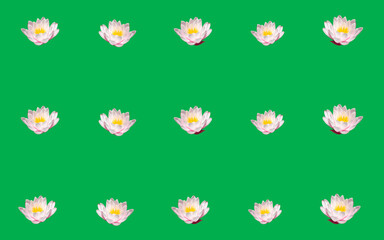 Water lilies isolated on green background. Platonic love concept