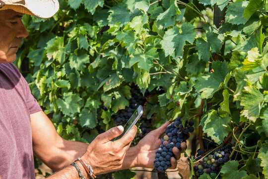farmer in the vineyard using mobile phone