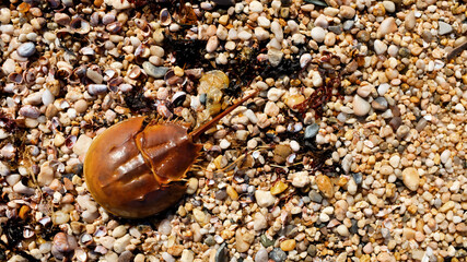 Horsehoe Crab On Rocky Beach