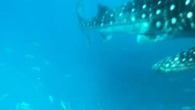 Close Up View Of A Whale Shark Swimming In The Clear Blue Sea In Oslob, Cebu - underwater