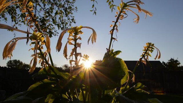 Watching the sun rays shine through a flowering plant.  High contrast between the darker lower and the blue sky upper.  Wind blowing plant gentilly.