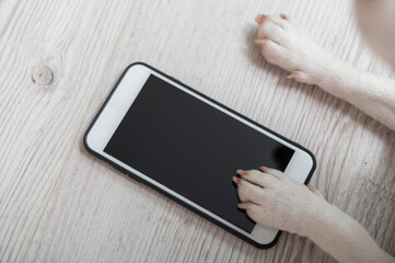 Close-up of dog paws touching smartphone screen on wooden background