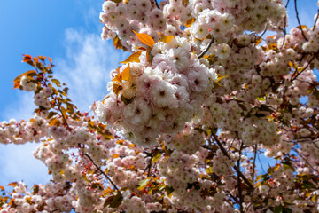 Fototapeta premium tree flowers