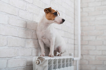 Dog Jack Russell Terrier sits on a heating radiator on a brick wall background