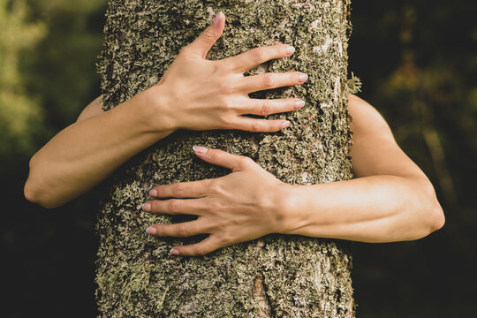 Human and nature concept. Woman hands hugging birch tree in dark foliage background with copy space