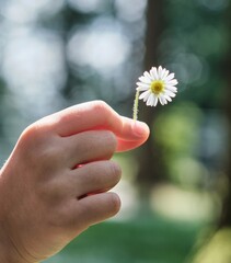 daisy in hand