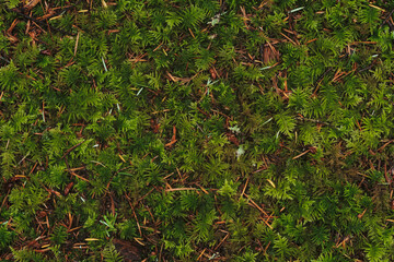 moss and leaves
