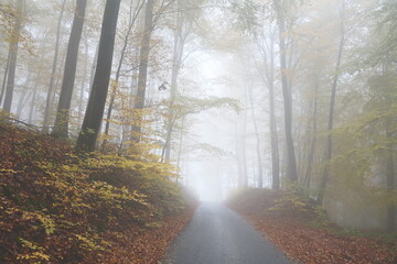 Waldweg im Herbst mit Nebel