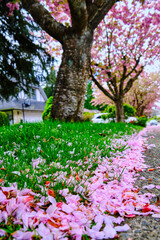 spring in the garden