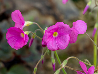 Lovely pink flowers of the alpine plant Oxalis purpurea bowiei or wood sorrel