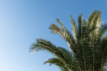 Obraz na płótnie Canvas Palm leaves isolated on blue background