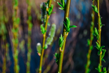 green fluffy branches of pussy willow with buds on the background of blue river in light of the sun, spring