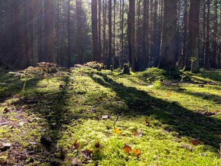 spring in the forest