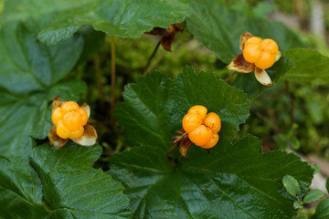 Ripe cloudberry in nature (Rubus chamaemorus)