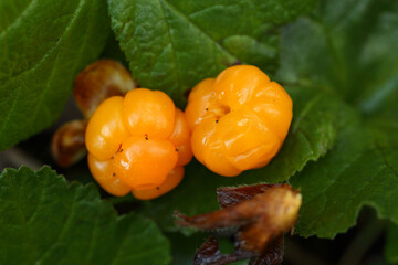 Ripe cloudberry in nature (Rubus chamaemorus)
