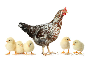 Hen with cute chickens on white background