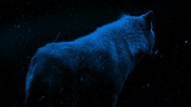 Wolf In Snowfall At Night