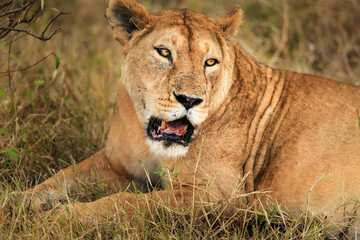 Obraz na płótnie Canvas Lioness with amber eyes closeup.