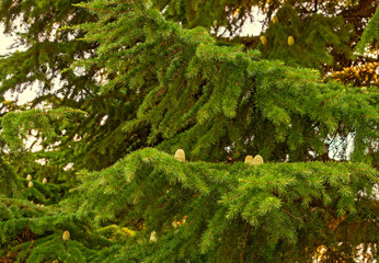 Background, decoration from a photo of branches, paws of an evergreen coniferous tree of The Lebanese cedar with cones for Christmas and New year