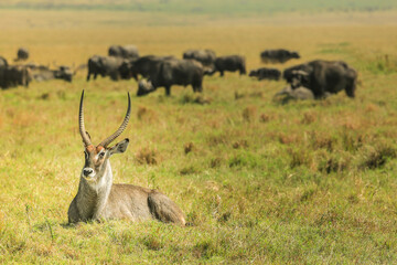 Fototapeta premium The waterbuck with horns lying on the grass, against the background of a grazing herd of buffaloes.