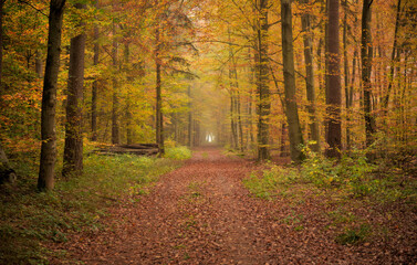 Ein Waldweg im Herbstwald