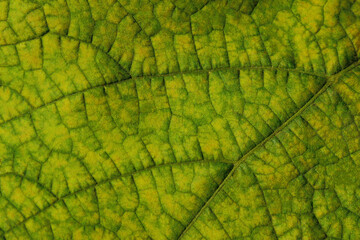 Blurry image of autumn leaf texture background. Cropped shot of green leaf. Fall, nature concept.