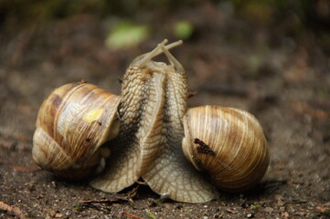 A couple of garden snails