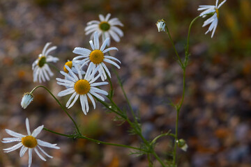 the last autumn daisies that stood after the morning frost