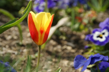 Naklejka premium A tulip with pansies in the background