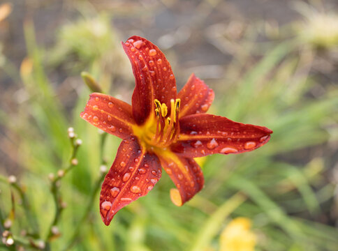 Luxury flower Daylily, Hemerocalis Little Bumble Bee in the garden. Edible flower. Daylilies are perennial plants.