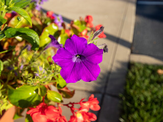 purple flowers and green leaves
