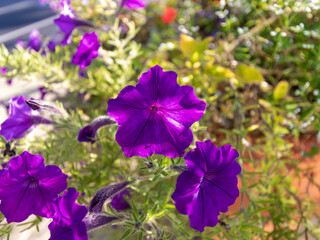 purple flowers and green leaves
