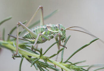 Steropleurus species Saddle Bush-cricket nymph of this peculiar insect of the mimetic green grasshopper family perched on Artemisia in unfocused green background
