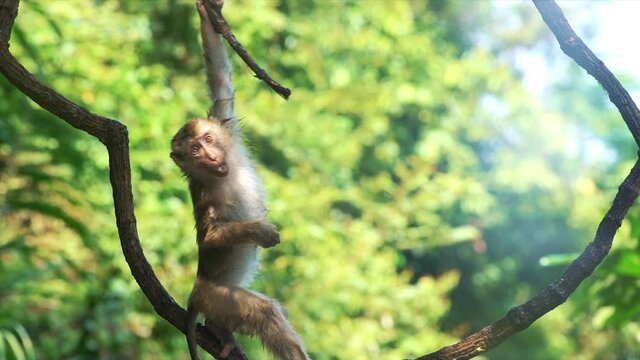 Portrait of cute monkey on branch looking at camera. Pretty wet ape fooling around on tree limbs. Funny scene of wildlife in exotic forest.