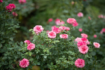 Obraz premium Beautiful colorful pink roses flower in the garden