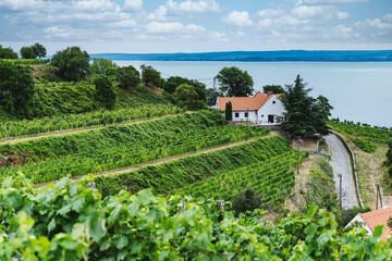 Fototapeta na wymiar Vineyard in Badacsony - Hungary. Badacsony is one of the best placed near lake Balaton. It has a lot of good wineries.