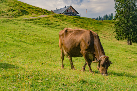 young cow in the Bavarian alps near immenstadt
